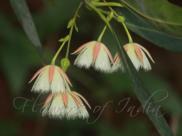 Lily of the Valley Tree